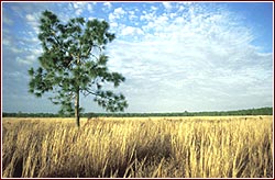 Kissimmee State Park